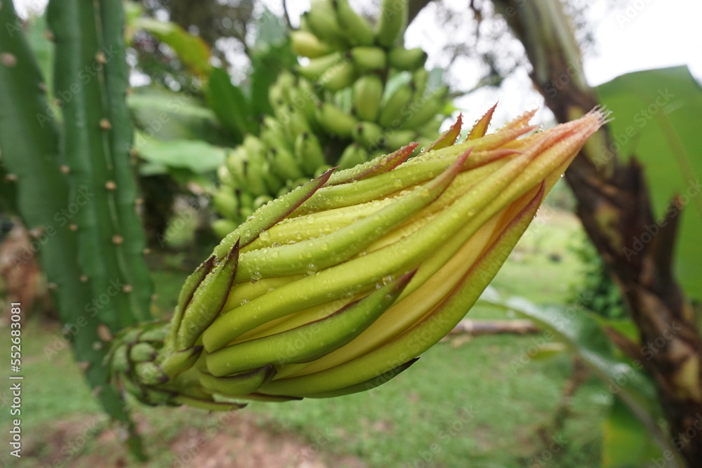 dragon fruit flower buds that are almost blooming dragon fruit flower buds that are almost blooming