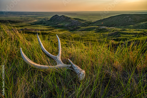 Old deer antler laying in the grass at dusk in Grasslnds National Park; Val Marie, Saskatchewan, Canada photo