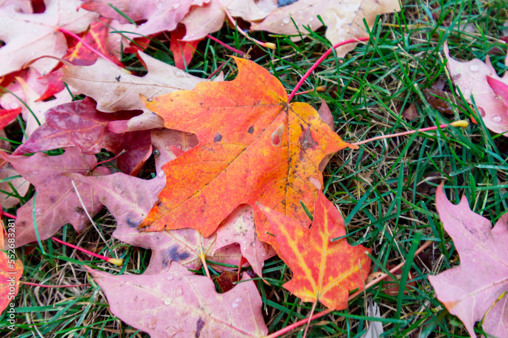 Green lawn is covered with maple leaves in fall. Close up of maple leaf. Green lawn is covered with maple leaves in fall. Close up of maple leaf.