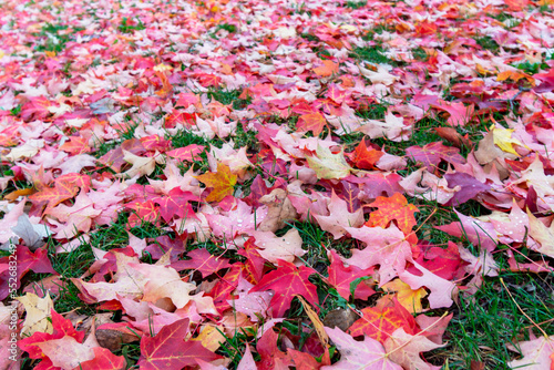 Green lawn is covered with maple leaves in fall.