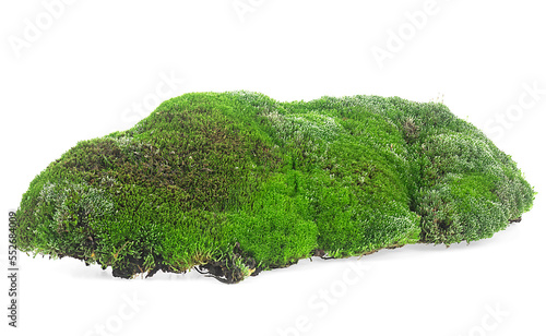Green mossy hill isolated on a white background. Wet green moss.