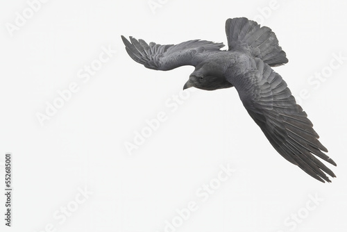 Close-up portrait of a common raven (Corvus corax) flying around Whitehorse and swooping down looking for food in a high key sky; Whitehorse, Yukon, Canada photo