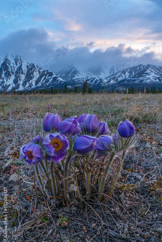 Crocuses in bloom in the Alsek Valley just outside of Haines Junction, Yukon; Yukon, Canada photo