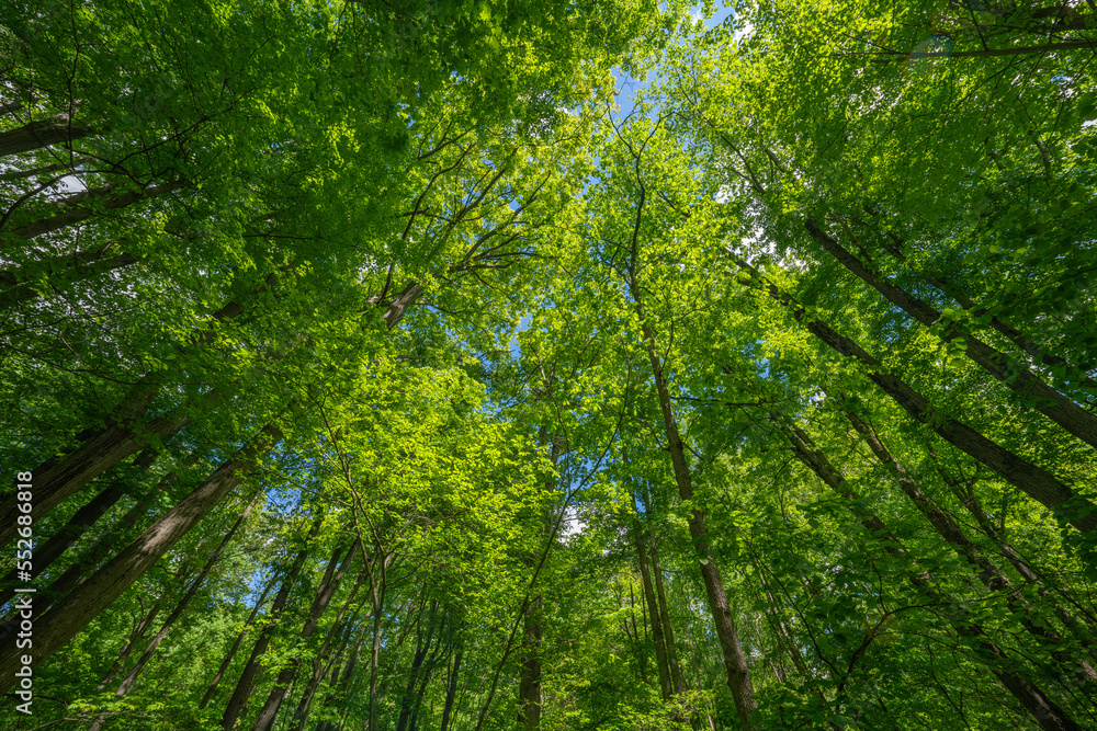The stunning verdant forests of Ontario come alive in the warm temperatures of summer; Strathroy, Ontario, Canada The stunning verdant forests of Ontario come alive in the warm temperatures of summer; Strathroy, Ontario, Canada
