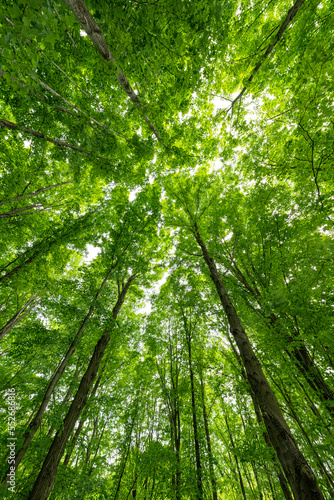 The stunning verdant forests of Ontario come alive in the warm temperatures of summer; Strathroy, Ontario, Canada photo