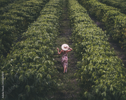 Mulher não identificada, de costas, com vestido e chapéu, andando em cafezal em Mâncio Lima, Acre, cidade mais ocidental do país photo