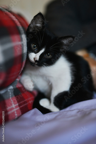 cat with his mistress happy