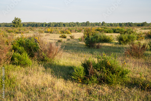 heath in germany in the evening light