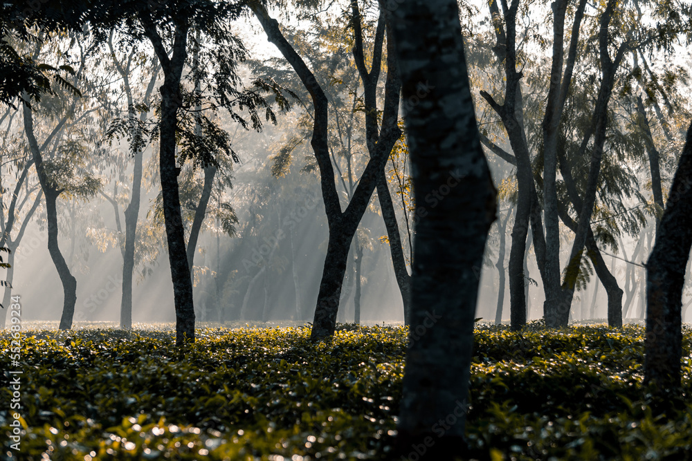The sunrise as it rises in the foggy morning of winter at tea garden The sunrise as it rises in the foggy morning of winter at tea garden