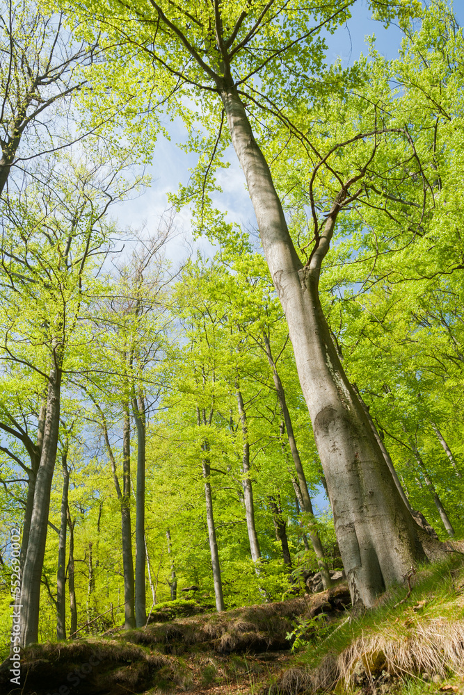 spring in the saxony switzerland spring in the saxony switzerland