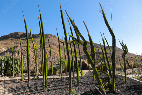 Alluaudia procera cactus plant in the garden photo