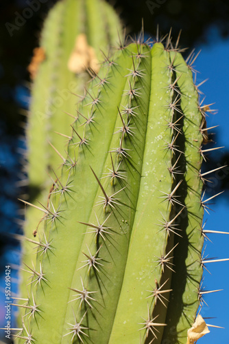 Cactus plant (Polaskia Chichipe) in the garden photo