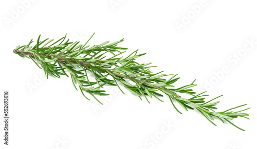 Fresh branches of rosemary with green leaves isolated on white background. Spice for meat, fish