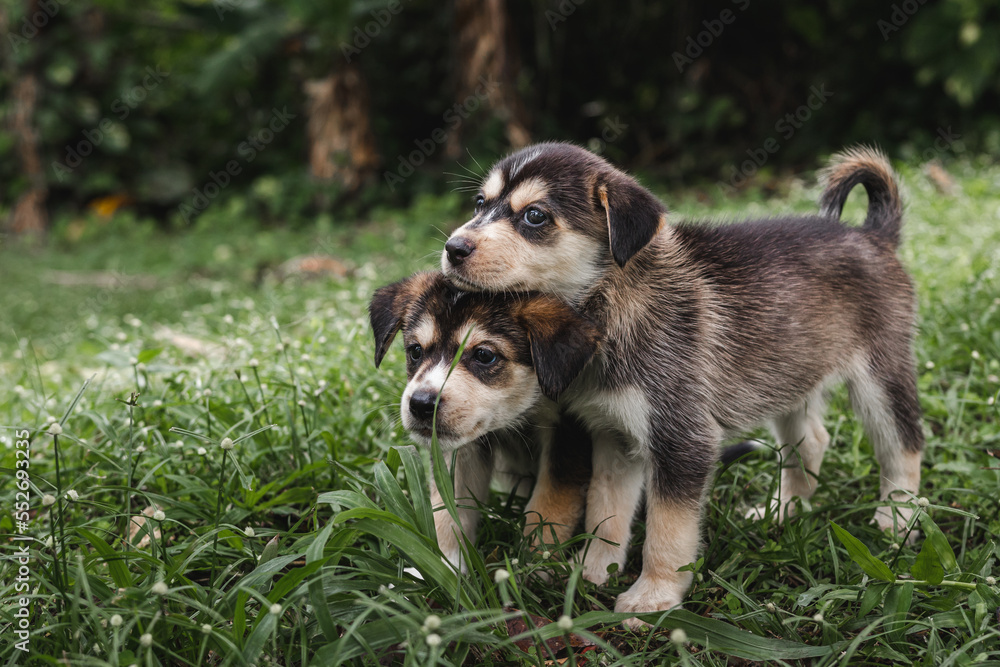 Two puppies portrait sitting in the grass together outside around nature in the woods Two puppies portrait sitting in the grass together outside around nature in the woods