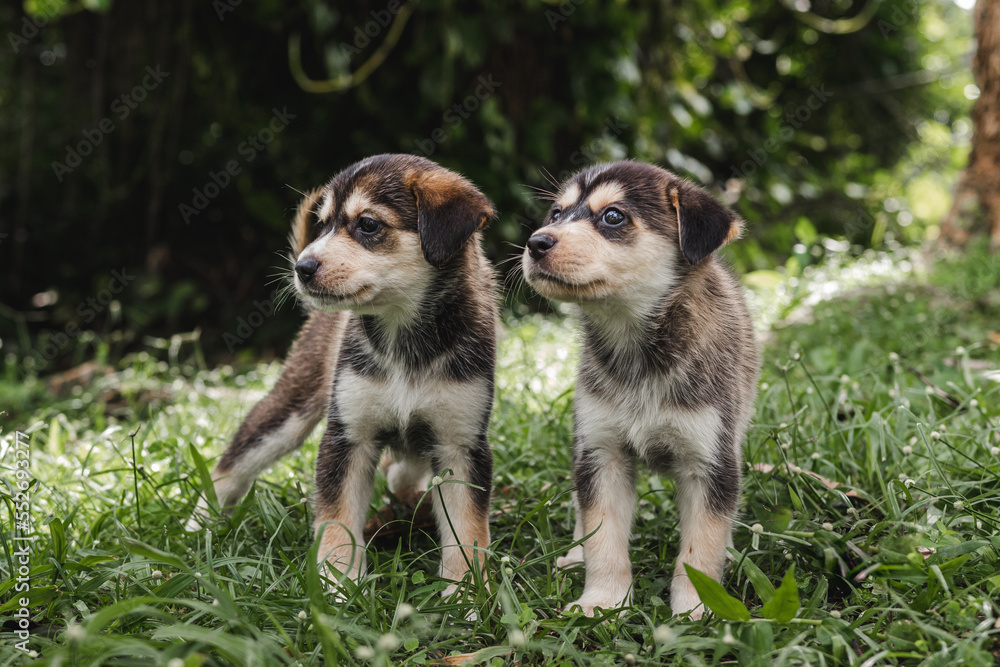Obraz premium Two puppies portrait sitting in the grass together outside around nature in the woods