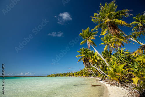 Fototapeta Naklejka Na Ścianę i Meble -  Tropical beach with palm tree, Lagoon to Mataiva, French Polynesia