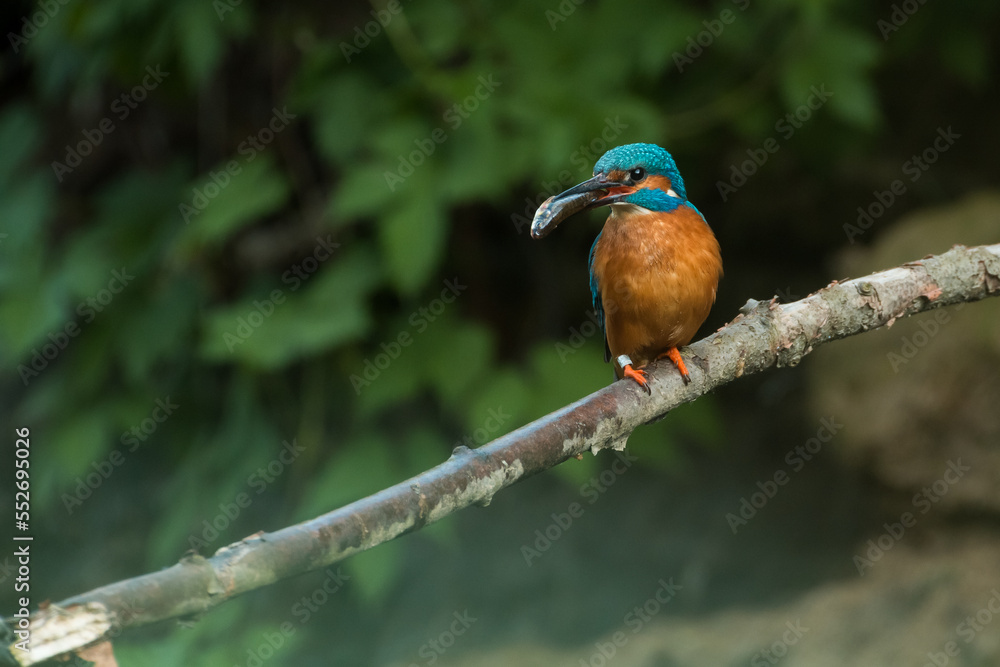 kingfisher with a catched fish on a branch kingfisher with a catched fish on a branch