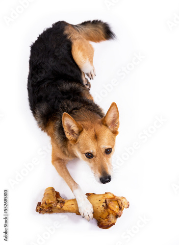 Tableau sur toile Dog with a big bone