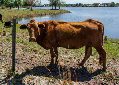 Cow in a Lake