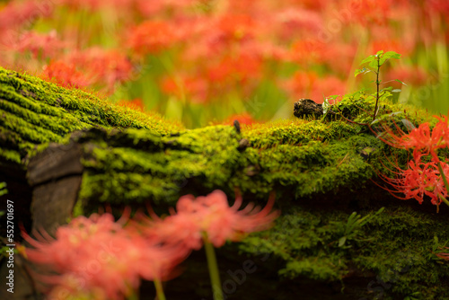 苔と彼岸花