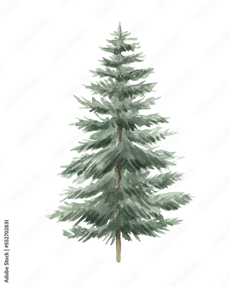 Green spruce hand drawn in watercolor isolated on a white background. Christmas tree. Watercolor illustration.