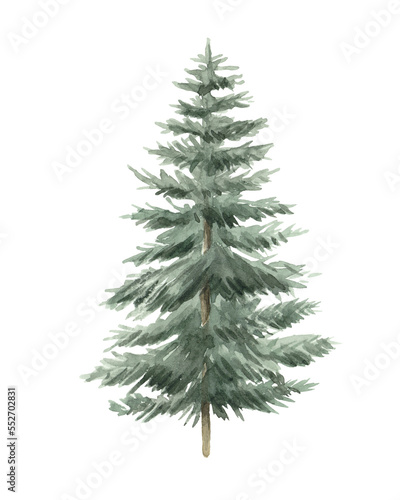 Green spruce hand drawn in watercolor isolated on a white background. Christmas tree. Watercolor illustration. © Yello illustration