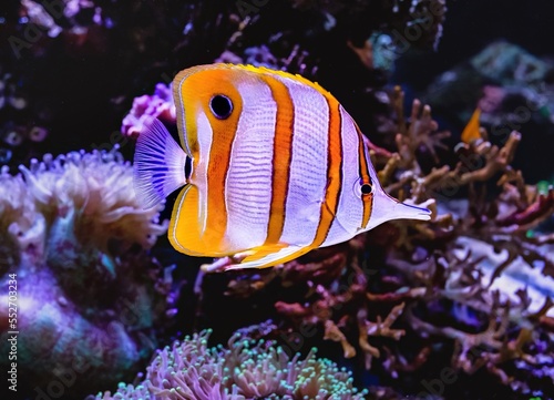 Copperband Butterflyfish in Aquatic Environment. photo