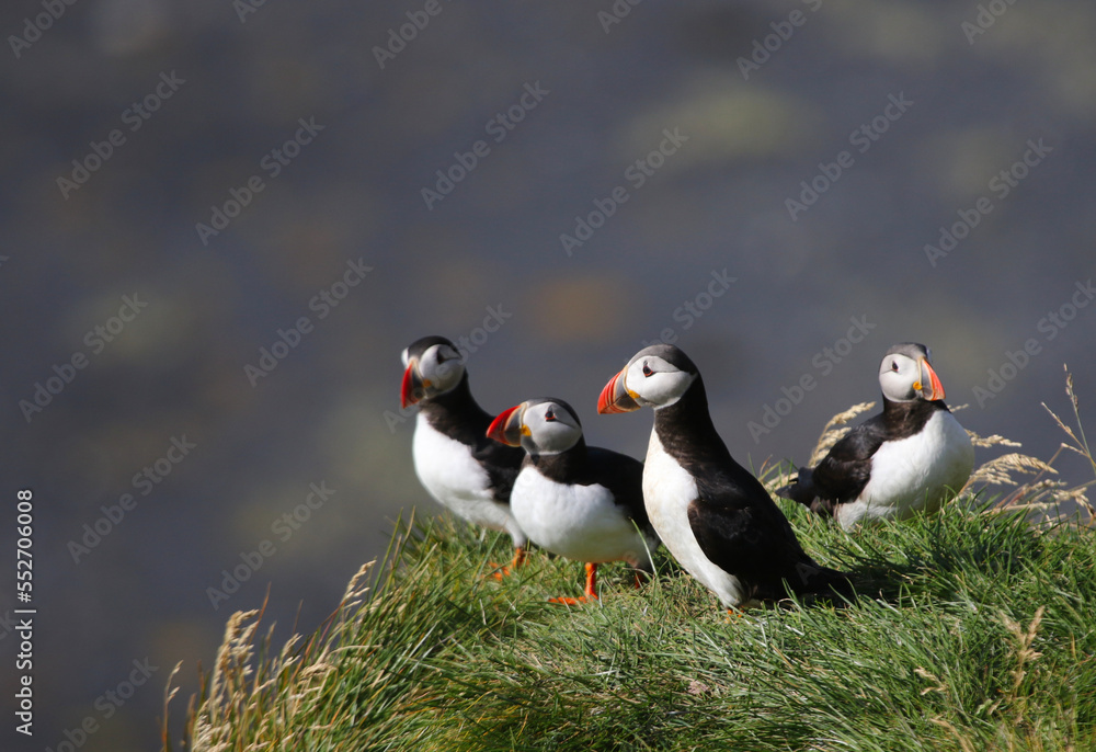 Fototapeta premium A group of Atlantic Puffins (Fratercula arctica). Shot near the Reynisfjara viewpoint on the south coast of Iceland.