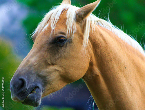 portrait of a horse photo