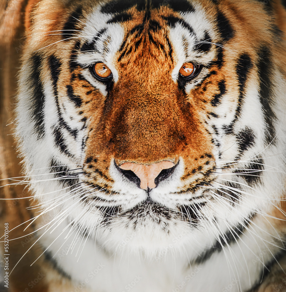 Φωτογραφία Close-up detail portrait of tiger, Beautiful face portrait of tiger
