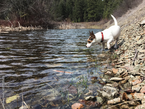Low angle view of a Jack Russell Terrier dog curiously looking at something at the rocky edge of water by a small pond in a forest
