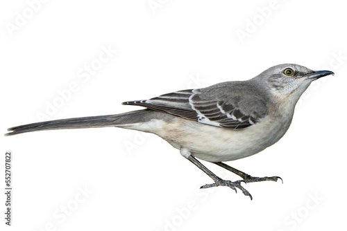 Fotografia Isolated Northern Mockingbird