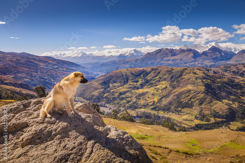 Dog and Cordillera Blanca panorama near Huaraz  snowcapped Andes  Ancash  Peru