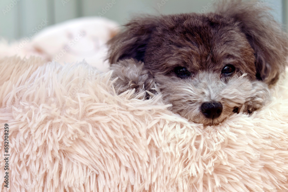 可愛い表情をする愛犬 トイプードル お家時間 休日の過ごし方 癒し時間 可愛い表情をする愛犬 トイプードル お家時間 休日の過ごし方 癒し時間