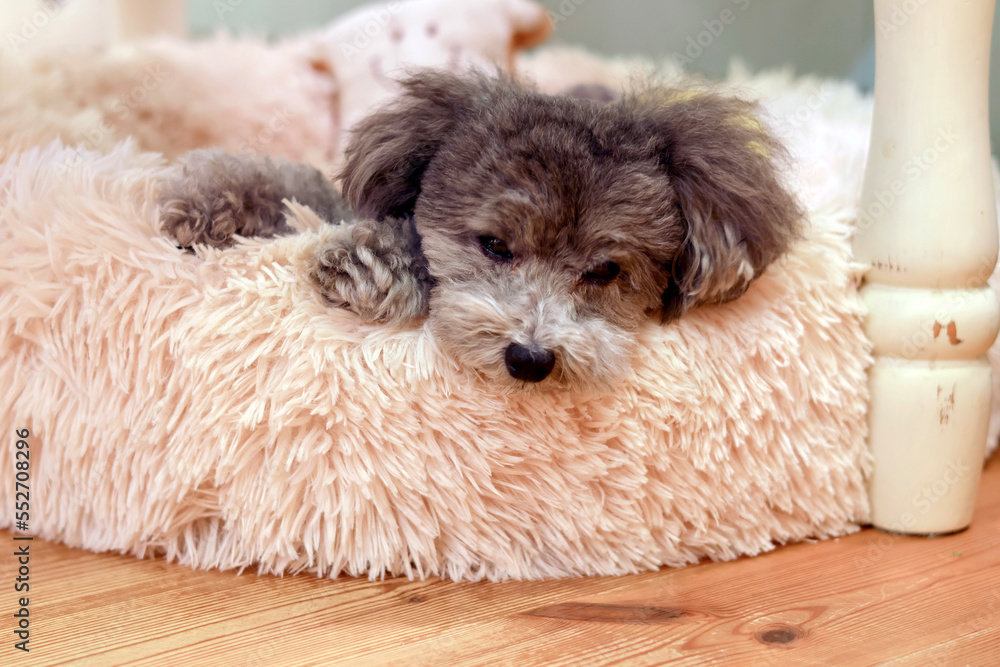 可愛い表情をする愛犬 トイプードル お家時間 休日の過ごし方 癒し時間 可愛い表情をする愛犬 トイプードル お家時間 休日の過ごし方 癒し時間