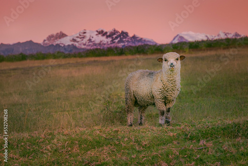 Lonely Sheep and Huascaran in Cordillera Blanca at sunrise, snowcapped Andes