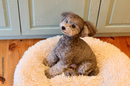 可愛い表情をする愛犬　トイプードル　お家時間　休日の過ごし方　癒し時間 © iju