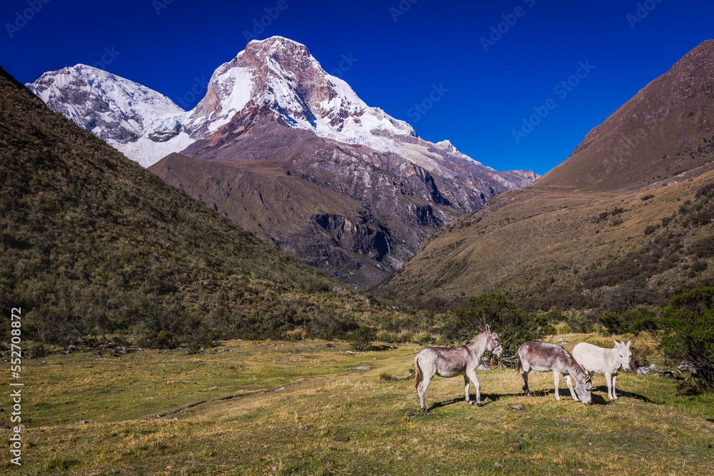 Donkeys and Huascaran in Cordillera Blanca at sunrise, snowcapped Andes
