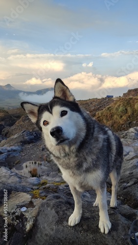 husky dog