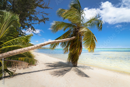 Palm tree and Tropical idyllic beach in Punta Cana  turquoise caribbean sea