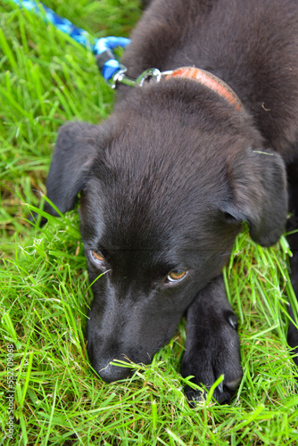 Pretty young dog Kaya playing in the grass