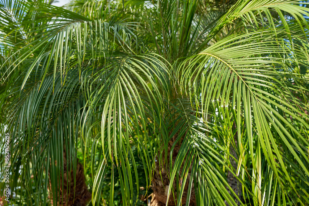 Young green pam tree branch and leaves in a bright light