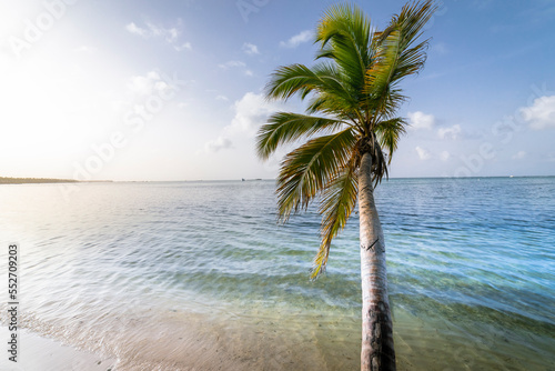 Fototapeta Naklejka Na Ścianę i Meble -  Palm tree and Tropical idyllic beach in Punta Cana, turquoise caribbean sea