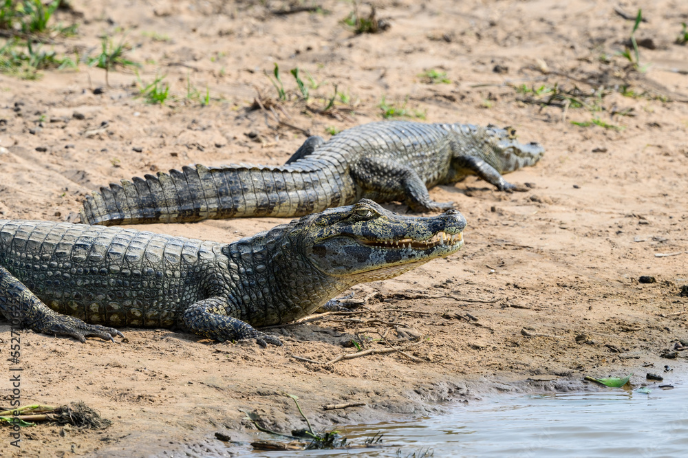 Caiman with open mouth sunbathing on the sandbar of the pond Caiman with open mouth sunbathing on the sandbar of the pond