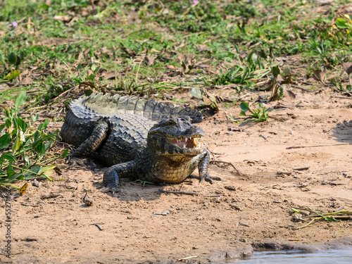 Caiman with open mouth  sunbathing on the sandbar of the pond