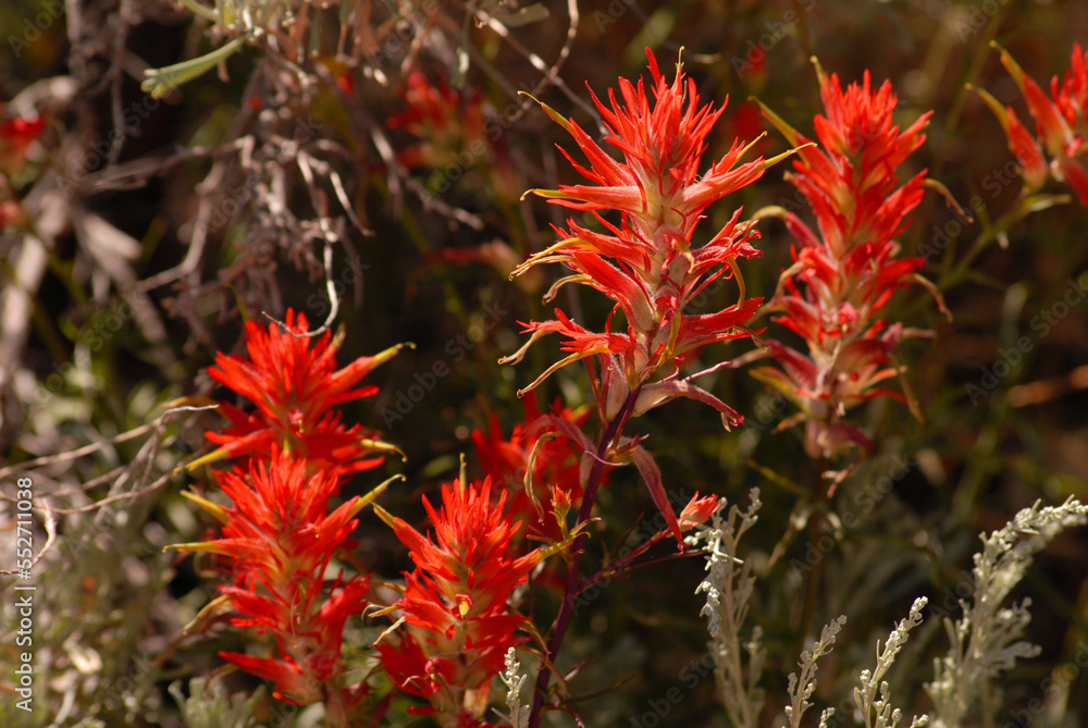 red flowers red flowers