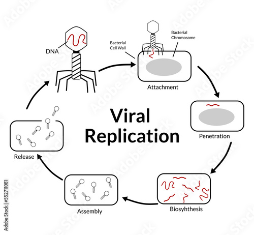 Vector illustration of virus replication process, black white, stages, life cycle, biology, lesson, school