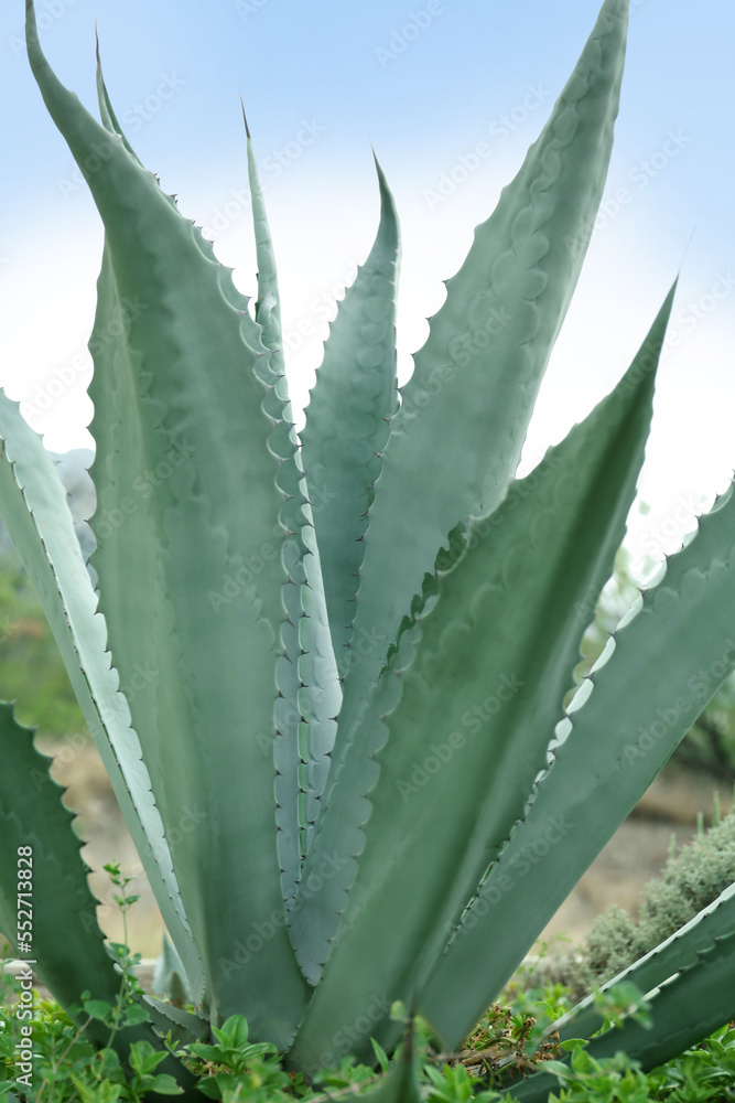 Beautiful green agave plant growing outdoors, closeup Beautiful green agave plant growing outdoors, closeup