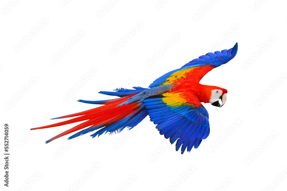Obraz premium Colorful macaw parrot flying isolated on transparent background png file
