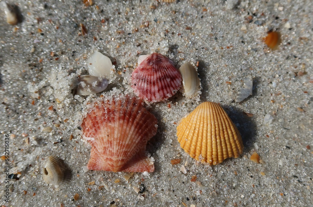 Beautiful colored seashells on sand background in Atlantic coast of North Florida Beautiful colored seashells on sand background in Atlantic coast of North Florida